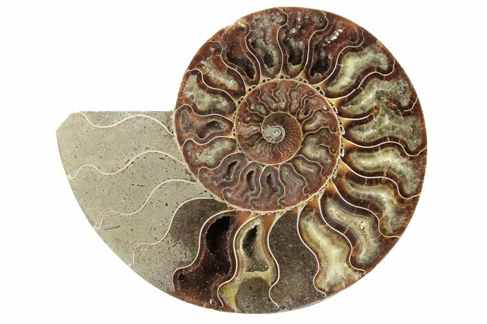 Cut & Polished Ammonite Fossil (Half) - Madagascar #191562